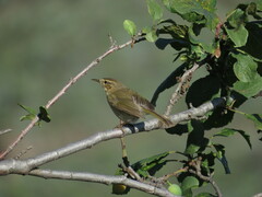 Phylloscopus canariensis