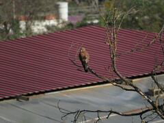 Falco tinnunculus canariensis