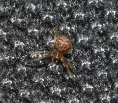 Theridion melanostictum