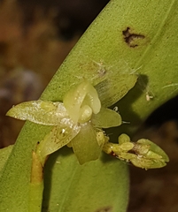 Angraecum cordemoyi