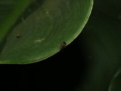 Crioceris nigropicta