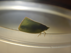 Colgaroides acuminata