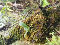 Bulbophyllum sambiranense