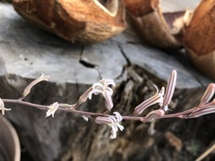 Asphodeloideae