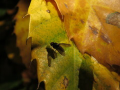 Hebecnema fumosa