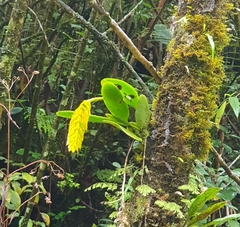 Bulbophyllum occultum