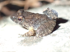 Limnonectes gyldenstolpei