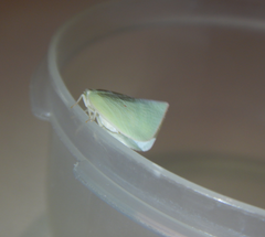 Colgaroides acuminata