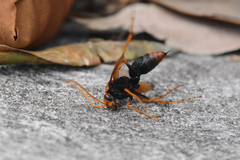 Cryptocheilus bicolor