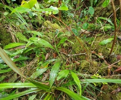 Phaius pulchellus