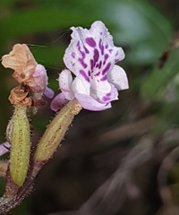 Cynorkis squamosa