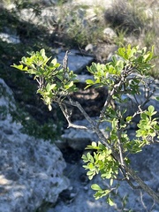 Fraxinus greggii