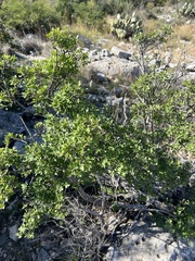 Fraxinus greggii