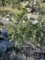 Fraxinus greggii