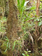 Angraecum multiflorum