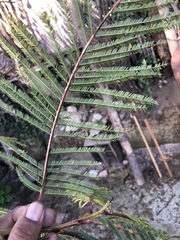 Leucaena esculenta