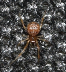 Theridion melanostictum