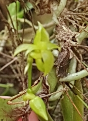 Angraecum multiflorum