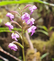 Cynorkis trilinguis