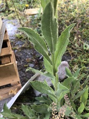 Heterotheca inuloides