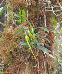 Angraecum appendiculatum