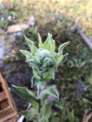 Heterotheca inuloides