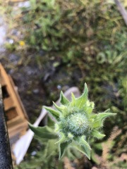 Heterotheca inuloides