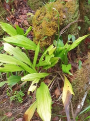 Calanthe sylvatica