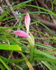 Phaius pulchellus