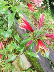 Alstroemeria psittacina
