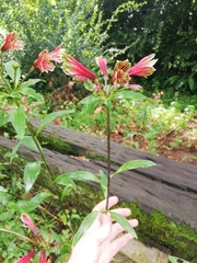 Alstroemeria psittacina