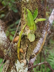 Bulbophyllum sambiranense