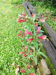 Alstroemeria psittacina