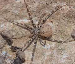 Hersiliola simoni