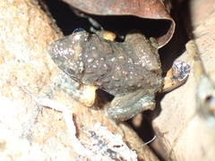 Limnonectes gyldenstolpei