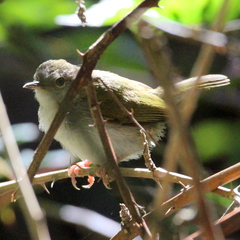 Camaroptera brachyura