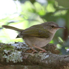 Camaroptera brachyura