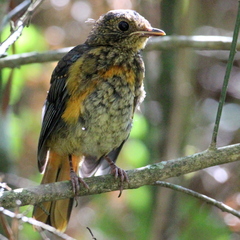 Cossypha dichroa dichroa