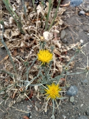Centaurea solstitialis