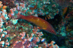 Bodianus diana