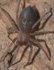 Mesiotelus