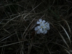 Primula magellanica