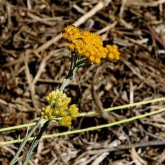 Helichrysum panormitanum