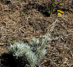 Helichrysum panormitanum