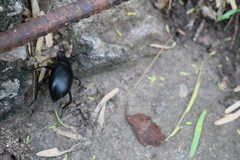 Eleodes spinipes ventricosus