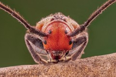 Tetraopes umbonatus