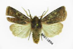 Cerastis leucographa