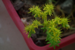 Sedum lineare