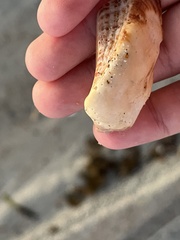 Lamarcka imbricata