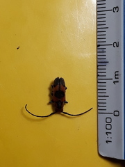 Tetraopes umbonatus